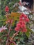 Green red orange colorful flowers plants Mont Royal Park Montreal Quebec Canada