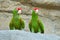 Green and red parrot. Cordilleran parakeet, long-tailed South American species of parrot. It is found from western Ecuador to