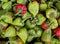 Green and red pepper, sweet pepper or paprika image, bunch of green and red paprika wallpapers