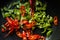 Green and red peppers for fajita in a frying pan top view