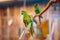Green and red Psittacidae of macaws parrot family, sitting on a perch