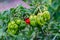 Green and red Scotch Bonnet Peppers in the garden