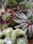 Green and red succulents in detail