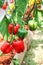 Green and red sweet pepper or capsicum annuum group hanging  vine of pepper tree in organic vegetables farm , outdoor garden