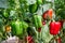 Green and Red Sweet pepper Tree in garden, Bell peppers on tree