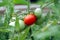 Green and red tomato growing