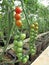 Green and red tomatoes on the branch in a green house