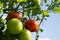 Green and Red Tomatoes on a plant