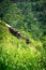 Green and red train on the famous nine arches Bridge in highlands near Ella, Sri Lanka. Jungle and tea plantation all arou