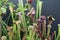 Green and red Trumpet Plants, Sarracenia oreophila, against a black background