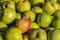 Green and red windfall apples close up background.