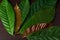 Green , red and yellow cacao leaves