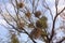 Green, Red and Yellow Mistletoes Attached to Tree Branches