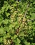 Green redcurrant berries on bush in garden