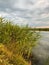 Green reed bush growing on the lake.