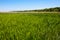Green reed field