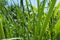 Green reed field, leafs close up