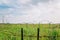 Green reed field over barbed wire fence at Hwaseong Fossilized Dinosaur Egg Site in Hwaseong, Korea