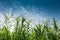 Green reed grass and blue sky