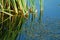 Green reed in lake