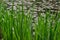 Green Reed on a Lake with water lilly