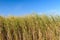 Green reed at mid-day, on the backgroud of clear sky. Horizontal