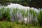 Green reed at the moor lake shore, reflection in the water