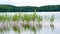 Green reed moved by the wind on the lake`s surface.