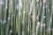 Green reed vegetation detail at a lake