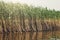 Green reed in the water, nature background