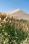 Green reeds around the desert