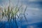 Green reeds in blue water