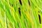 Green Reeds Grass Background