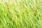 Green Reeds Grass Background