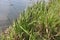 Green reeds grow on the lake in summer