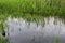 Green reeds in marsh