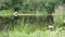 Green Reeds, Meadow Flowers Grow Against the Background of a Calm River, Swamp