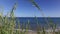 Green reeds swaying in the strong wind against ocean