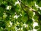 Green refreshing branches with leaves of Indian Almond tree Terminalia Catappa against bright afternoon sky