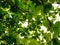 Green refreshing branches with leaves of Indian Almond tree Terminalia Catappa against bright afternoon sky