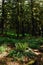 Green remote rainforest with moss on trees and ground