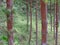 Green Renaissance: Pine Plantation, Growing Ecosystem