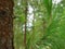 Green Renaissance: Pine Plantation, Growing Ecosystem