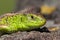 Green Reptile shot close-up.Nimble green lizard .Male sand lizard in mating season on a tree covered with moss and lichen.