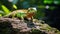 Green reptile on textured stone