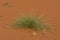 Green resilient desert grass plants sits among the patterned and textured orange sands in the United Arab Emirates