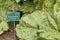 Green rhubarb leaf with sign at Villandry kitchen garden. Rhubarb in the garden of Chateau de Villandry, Loire valley, France. Rhe