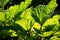 Green rhubarb leaves shine in the backlight on a sunny summer day. Large green plant leaves