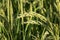 Green rice ears in a paddy cultivation field. Food industry