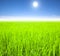 Green rice field